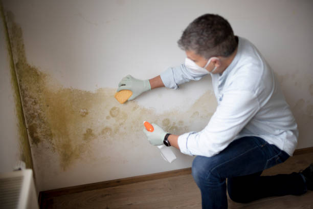 Best Forensic Mold Investigation  in Williamson, AZ