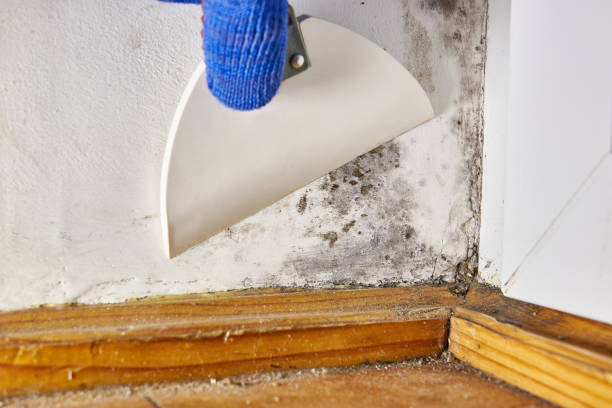 Best Post-Construction Mold Inspection  in Williamson, AZ